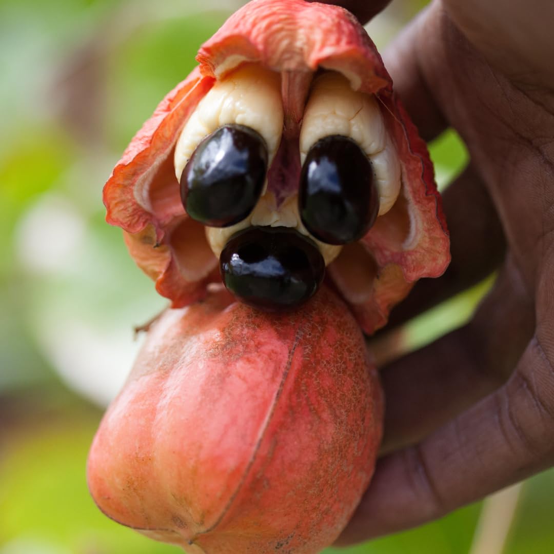 Spur Tree Jamaican Ackee In A Can - Ackee In The Can For A Delicate Tropical Sensation - Have A Unique Breakfast With Our Can Ac