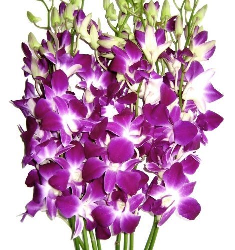 eflowerwholesale Premium Cut Orchids 10 Stems with Rhinestone Mesh Ribbon Vase Purple Model STONEV
