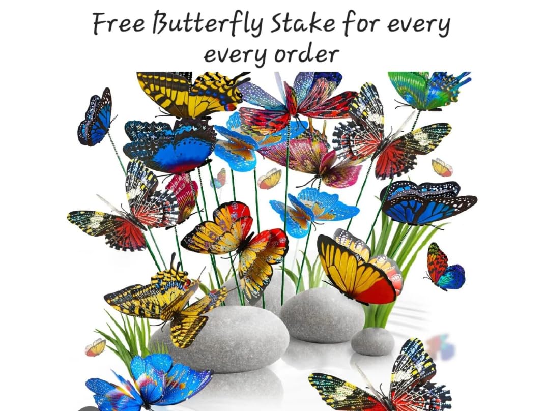 Lucky Bamboo 20 Stalks Of Pure Luck, Free Butterfly Stake, No Green Thumb Required! Just Add Water, Indoor Perennial Plants, Ide