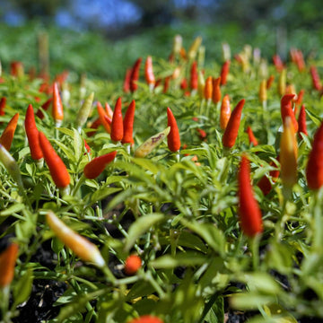 Organic Whole Dried Chili Peppers, On Stem, 25 G (0.88 Oz), Filippone, Sicilian, Fresh Grown In The Mountains Of Sicily, Spicy S
