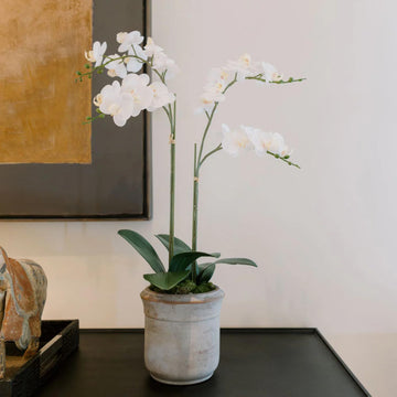 CG Hunter Faux White Orchid Plant, Premium Artificial Indoor Flower Display Stands 24   , Beautiful Sculptural Blooms That Lasts