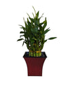Live Lucky Bamboo Plant in Red Vase, 2 Tiers, 6'' and 4'' Stalks