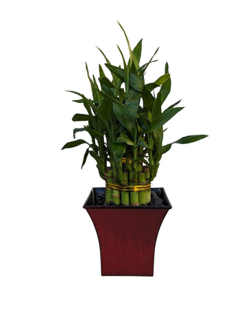 Live Lucky Bamboo Plant in Red Vase, 2 Tiers, 6'' and 4'' Stalks