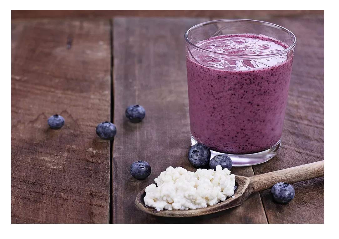 Milk Kefir Grains Live Fresh Mesophilic Starter To Make Drinkable Yogurt Bacteria From Mesophilic Cultures