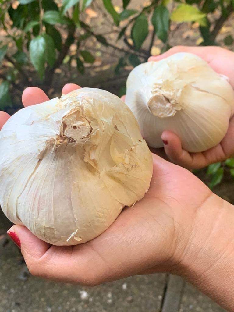 Elephant Garlic. Grown In California. 2 Huge Bulbs. Delicious Milder, Mellower Flavor. Great For Cooking, Eating And Planting. G