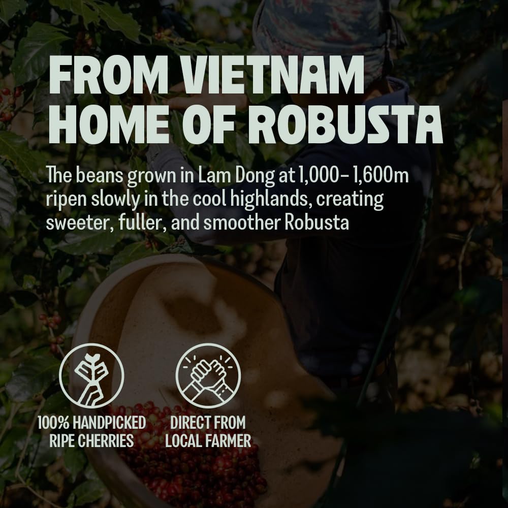 BAZAN COFFEE - Too Strong Robusta Vietnamese Whole Bean Coffee Dark Roast Single Origin High Caffeine & Low Acid Coffee Bold Espresso Coffee Beans for Espresso Lovers Full Bodied Flavor - 12oz bag