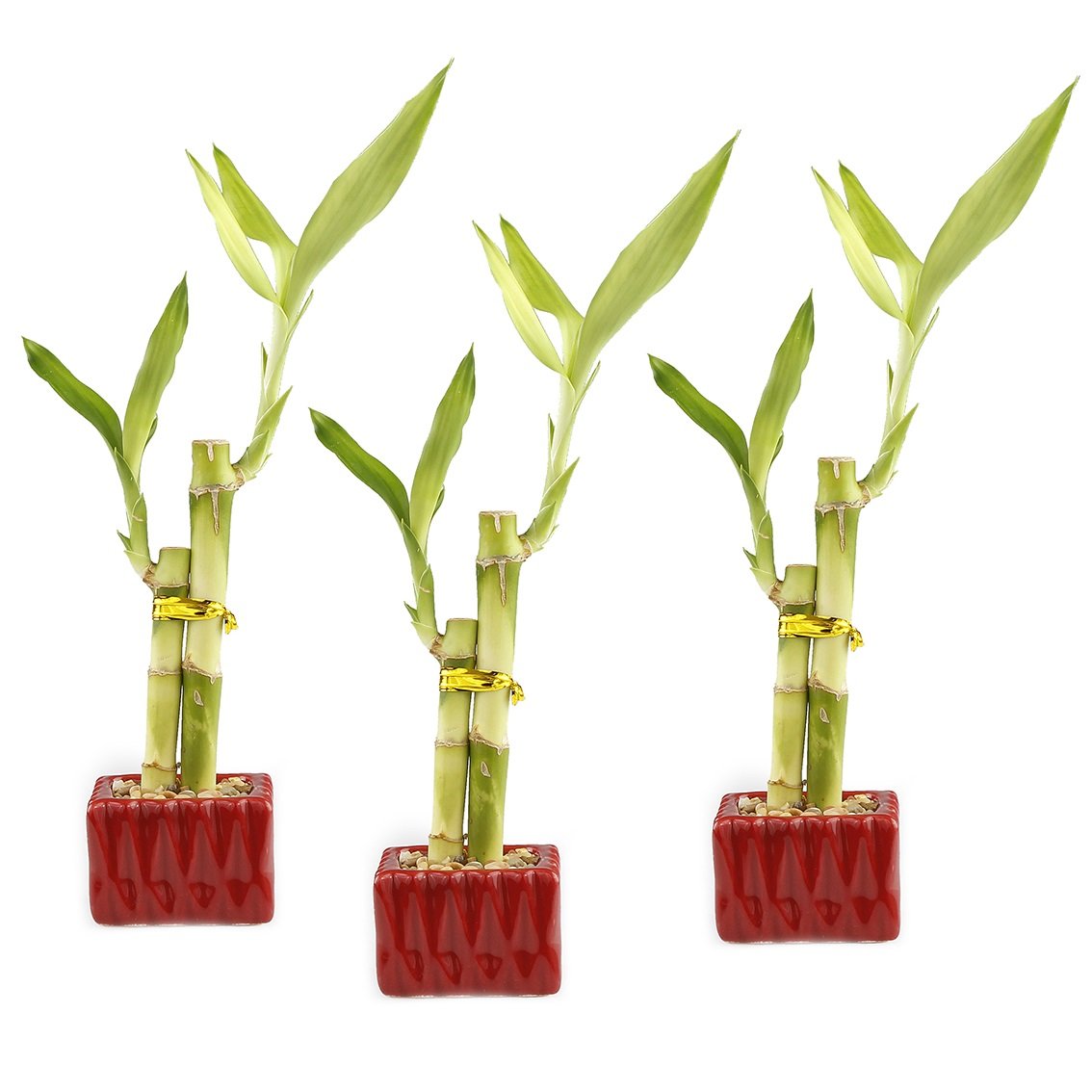 Set of 3 Live Lucky Bamboo 2 Stalk Arrangements in Red Square Ceramic Planters - Set of Three 6 Inch Lucky Bamboo Indoor Potted