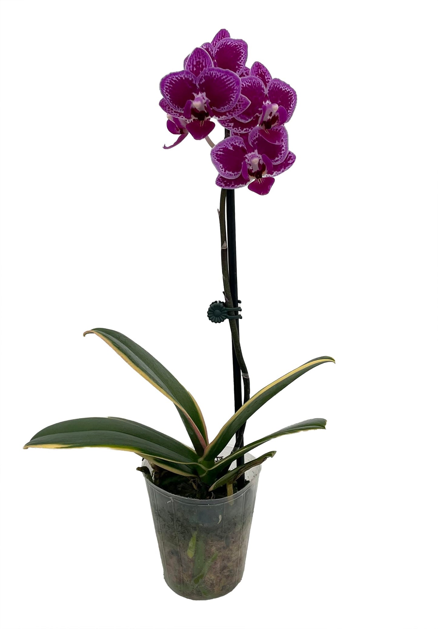 Chia E Yenlin Phalaenopsis 'Variegata' Orchid - Variegated Leaves - 3.5'' Pot