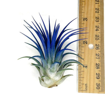 Ionantha Guatemala Tillandsia Air Plant, Guatemala Tillandsia Live Airplant, Healthy Arrival Guaranteed, Great Indoor Plant, Hom
