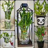Lucky Bamboo 6 Plants 8 inches Each, Free Butterfly Stake, Gift, Feng Shui, Indoor Plant, Bring Good Luck to Your Home, Perennia