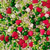 Sentovac Edible Strawberry Jimmies and Flowers Mixing Sprinkles for Decorating 1 Bottle 3.35oz/ 95g | Cake Cupcakes and Ice Crea