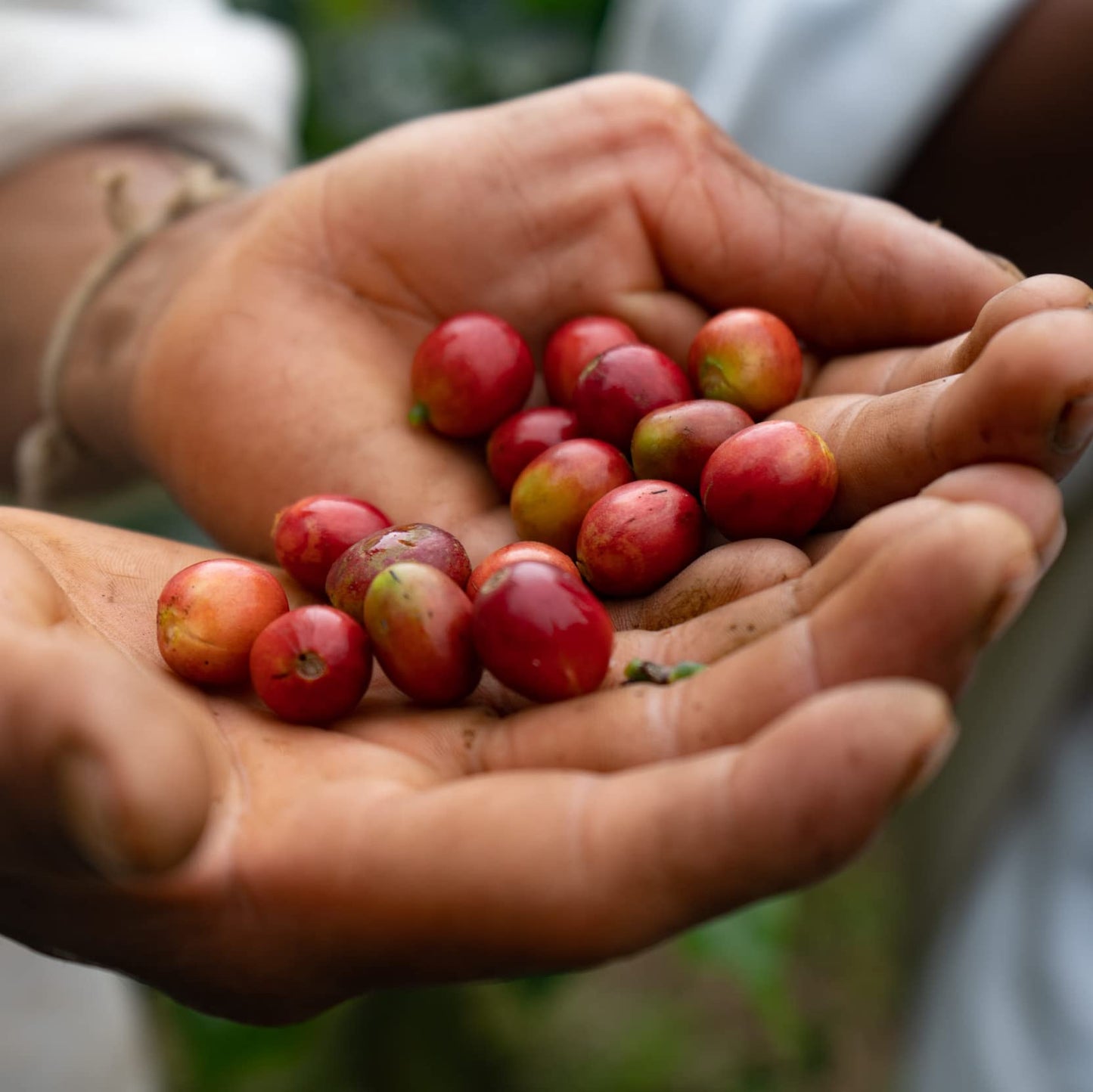 The Younger Brothers Wild Colombian Coffee, Kogi Indigenous 'Wild Organic' Whole Bean Coffee From Sierra Nevada De Santa Marta,