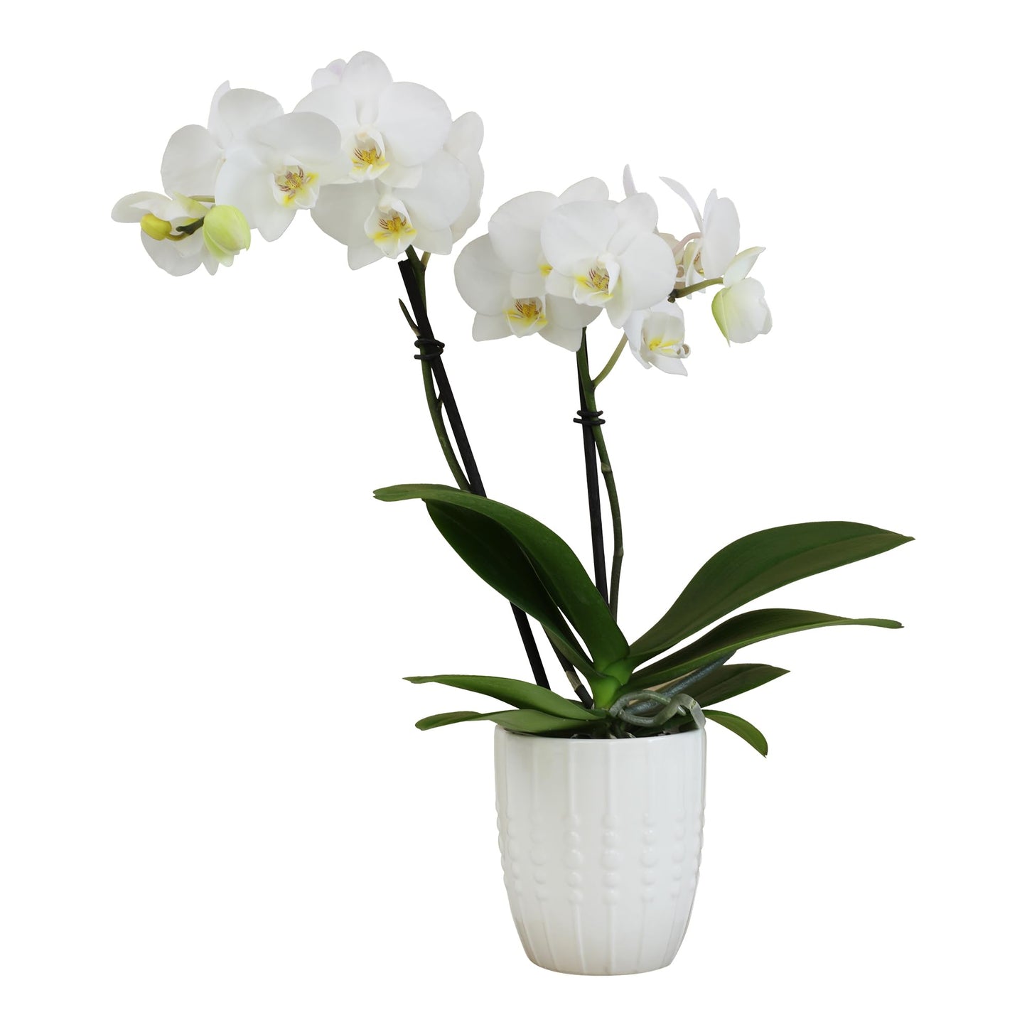 White Phalaenopsis Live Orchid Plant & White Orchid Pot, 12-16'' Live Plant Gift, Fresh Orchids Plants Live House Plants, Live P