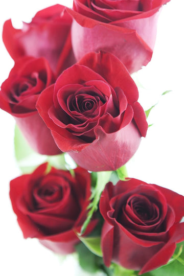 Kabloom Flowers - Mother'S Day Collection - 12 Red Roses Without Vase, Gift For Birthday, Sympathy, Anniversary, Get Well, Thank