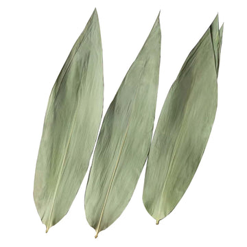 Rainlily Wen Dry Bamboo Leaves 100 Pcs Substitutes Sushi Plate Dried Zongzi Leaf Wrap Foods Food Decorate