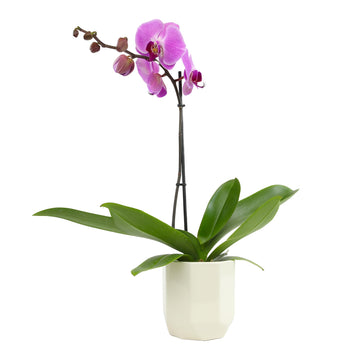 Purple Phalaenopsis Live Orchid Plant Lover Gift & White Orchid Pot, 20-24'' Tall, Live Plant Gift, Fresh Orchids Plants Live Ho