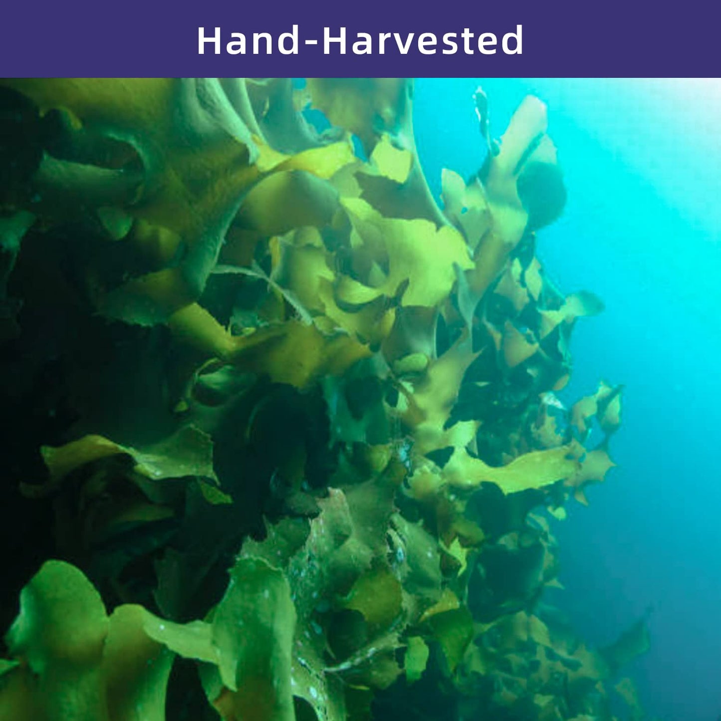 Yuho Wakame Seaweed 8 Oz New Season Dried Wakame Vegan Non-Gmo Wakame Seaweed For Miso Soup 227G