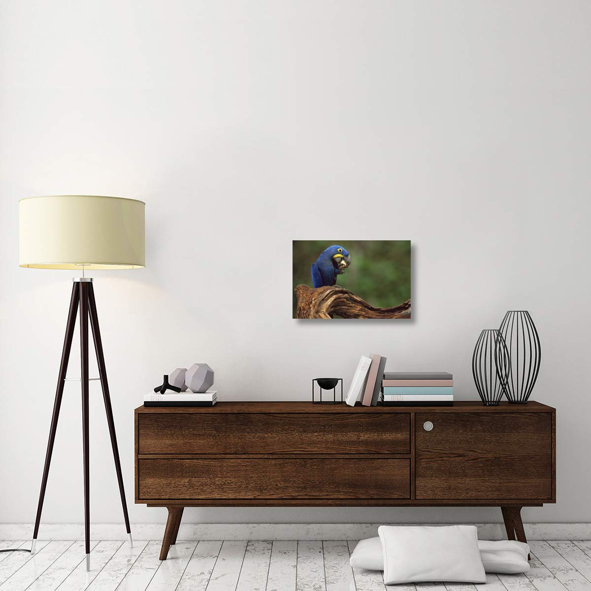 Hyacinth Macaw Eating Piassava Palm Nuts, Cerrado, Brazil-Canvas Art-24''X16''