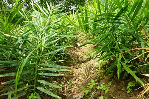 Non Gmo Fresh Ginger From Peru (1)