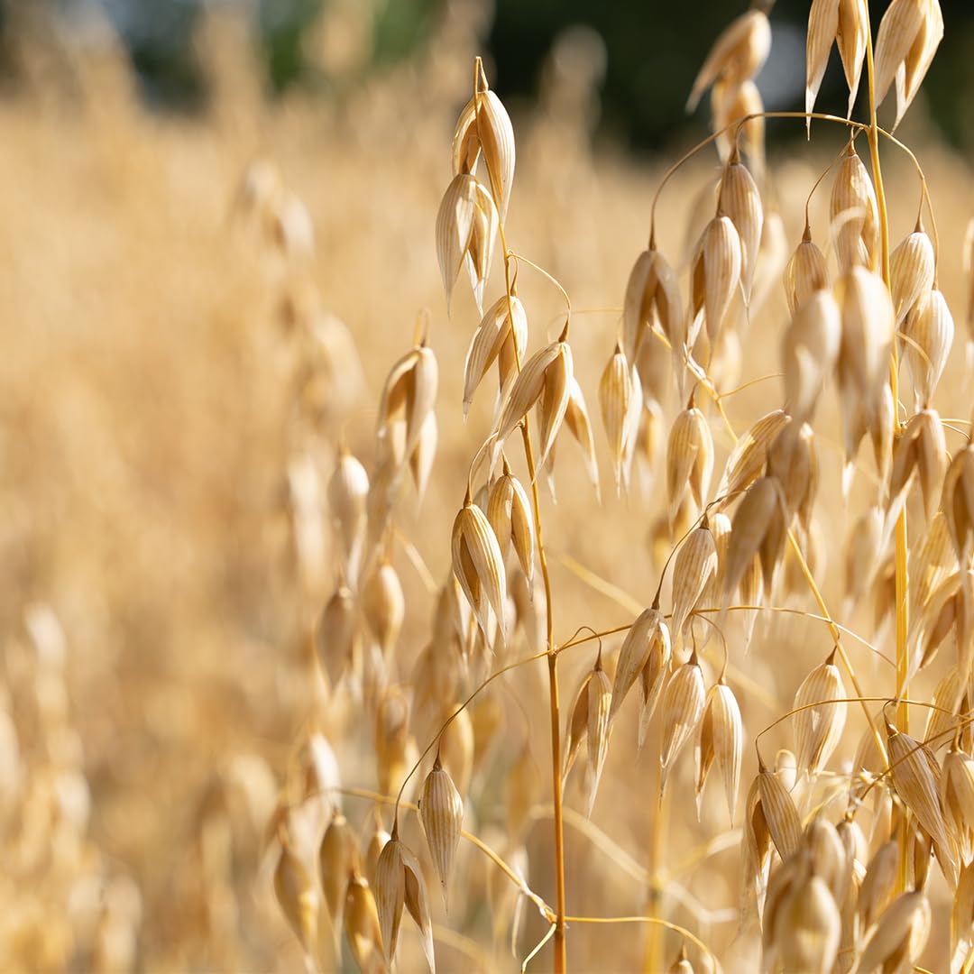 Avelina Old Fashioned Rolled Oats - Gluten-Free - 32 Oz (Pack Of 1)