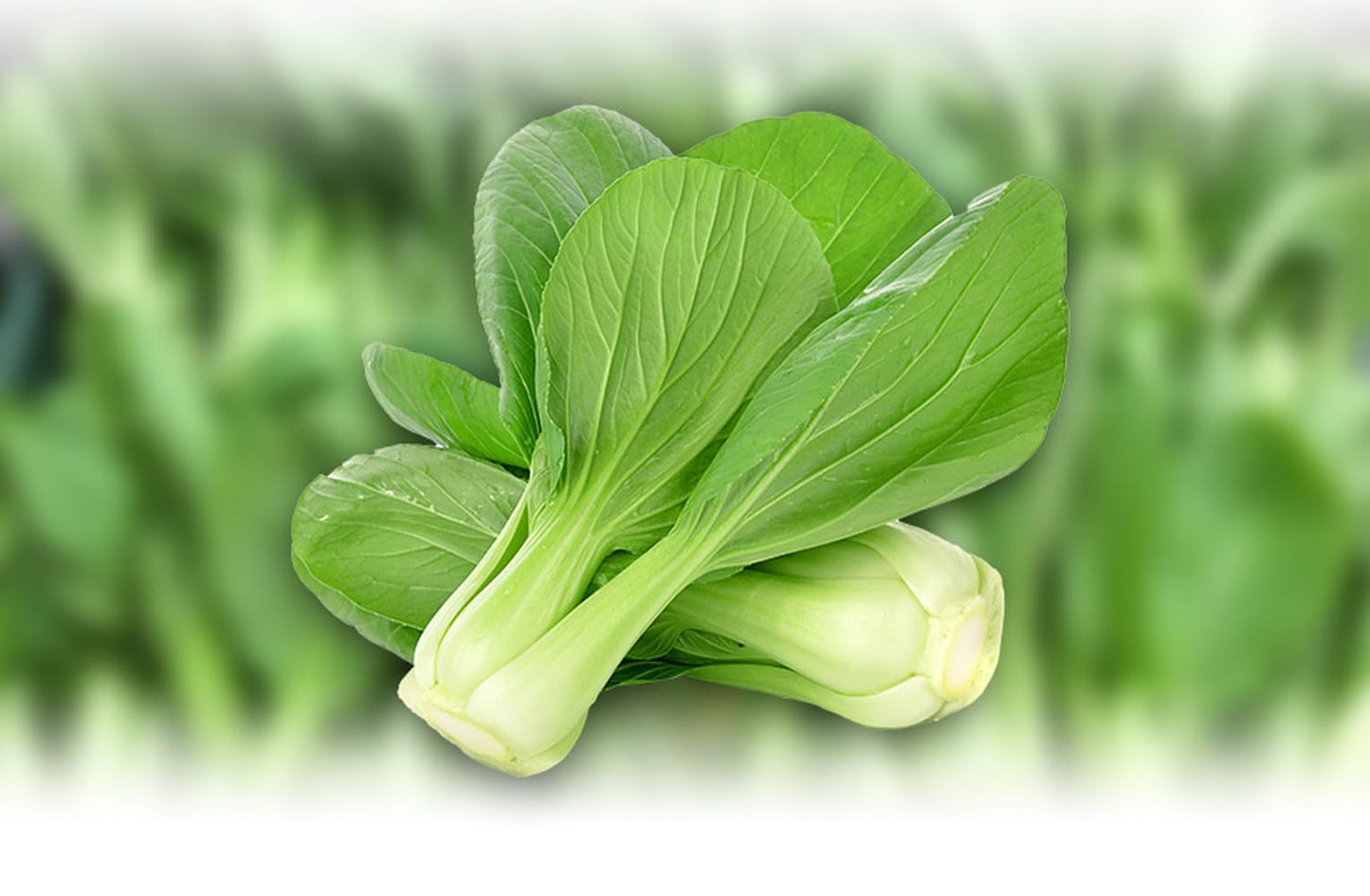 Natural Pure Dried Pak Choi (Bok Choy) Cut&Sifted-10.58 Ounce (300G)
