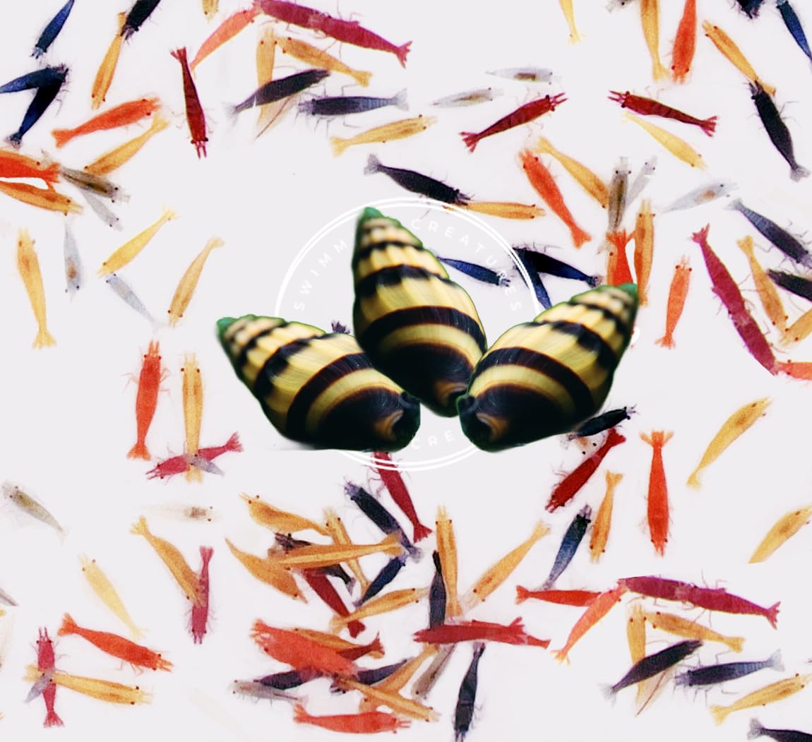 Swimming Creatures Mixed Color Neocaridina Shrimp (20) with 3 Assassin Snails - Premium Quality Aquarium Freshwater Invertebrates