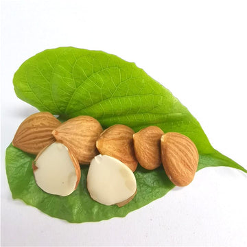 Natural Raw Bitter Apricot Kernels 16oz Organic USDA Certified Bitter Apricot Seeds 1LB