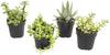 Altman Plants, Assorted Succulents Plants Live Houseplants (4Pk), Succulent Plants Home Office Plants Live Indoor Plants, Live P