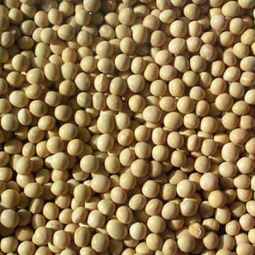Great Plains Organic Bulk Soybeans, 1 Lb