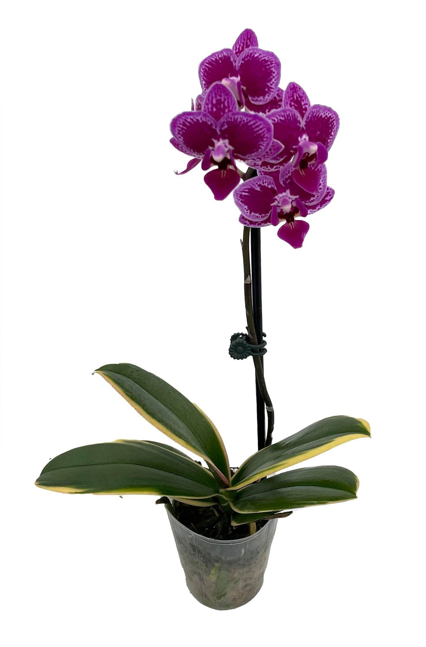 Chia E Yenlin Phalaenopsis 'Variegata' Orchid - Variegated Leaves - 3.5'' Pot