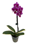 Chia E Yenlin Phalaenopsis 'Variegata' Orchid - Variegated Leaves - 3.5'' Pot