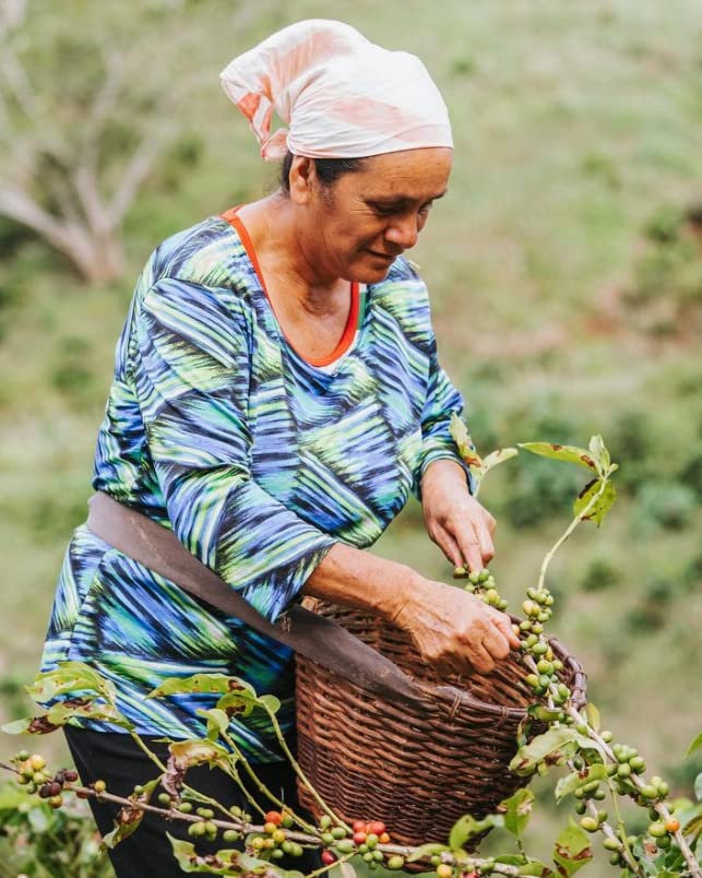 Gustos Coffee Premium Selection | Puerto Rican High End Medium Roasted Whole Bean Coffee (3, 12Oz)