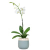 Enhanced White Live Orchid Plant Blooming In 3.5 Blue & White Orchid Pot, Live Plants, Houseplant Gifts, Approx. 16 Tall, Pet Friendly Houseplants, Phalaenopsis Moth Flower By Plants For Pets