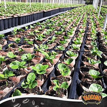 Yaucono Ground Coffee 10 Ounce Can (Pack Of 3)