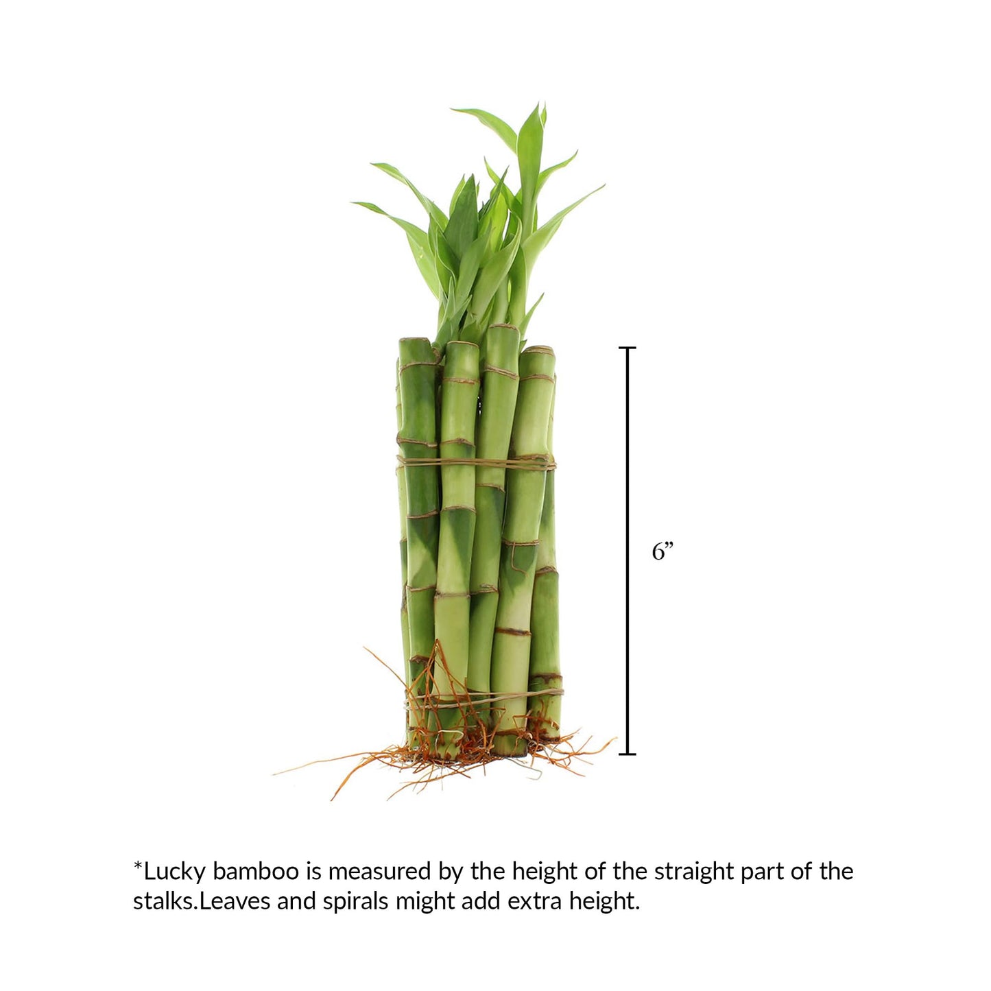Nw Wholesaler - 6'' Straight Lucky Bamboo Stalks With Clear Slanted Glass Bowl - Live Indoor Plants For Home Decor - Feng Shui