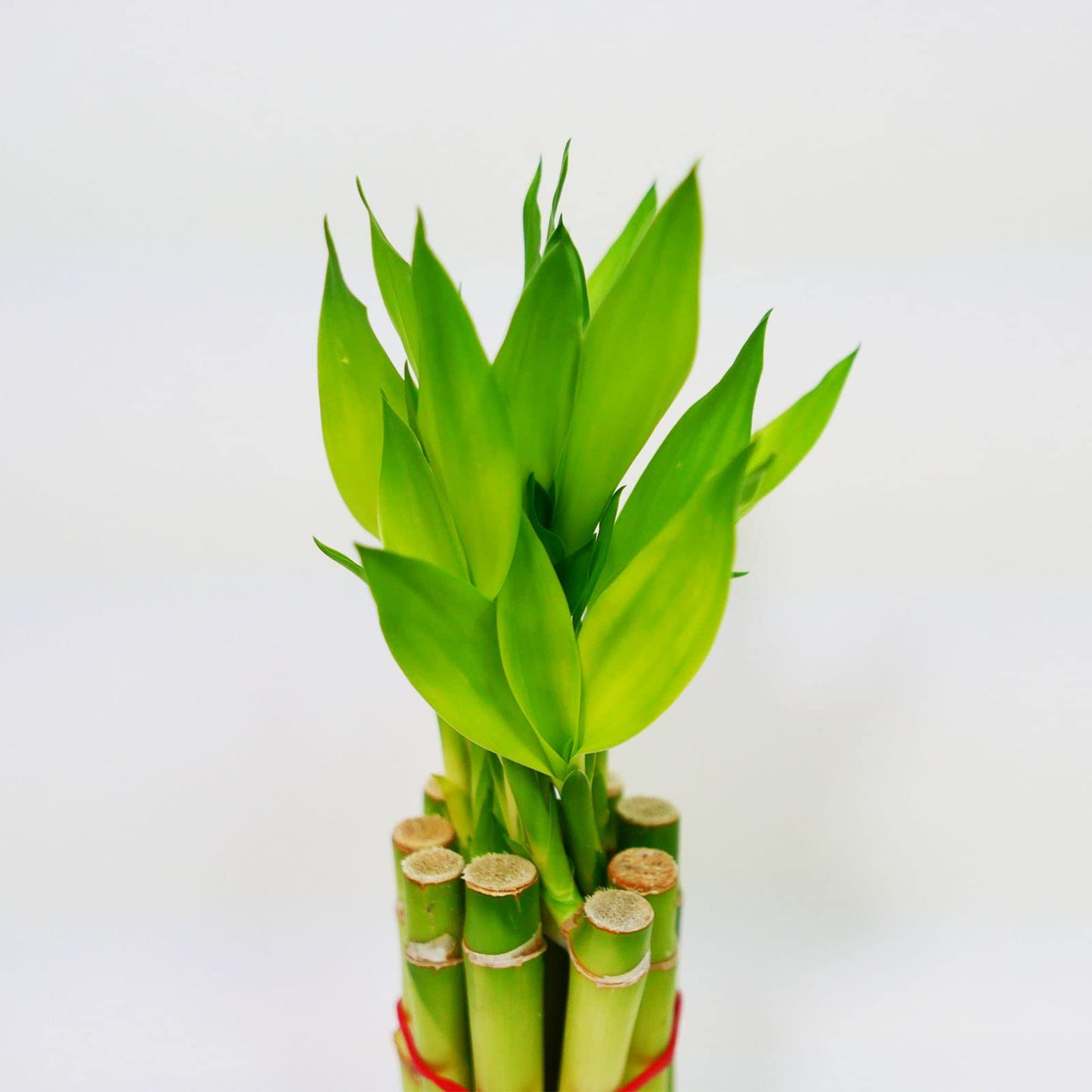 Athenas Garden Lucky Bamboo Stalks with Green Shoot 12, B-SS12