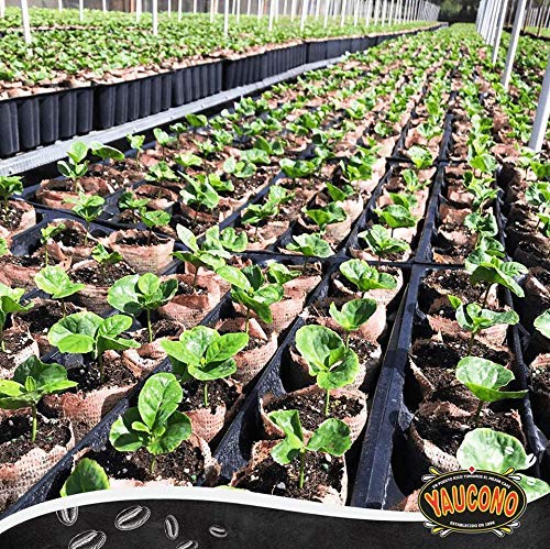 Yaucono Dark Roast Whole Bean Coffee, Puerto Rico, 100% Arabica, 2 Pound (Pack Of 1)