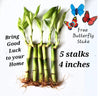 5 Lucky Bamboo Plants 4 inches with Butterfly Stake, Gift, Perennial Indoor, Bring Positive Energy to Your Home