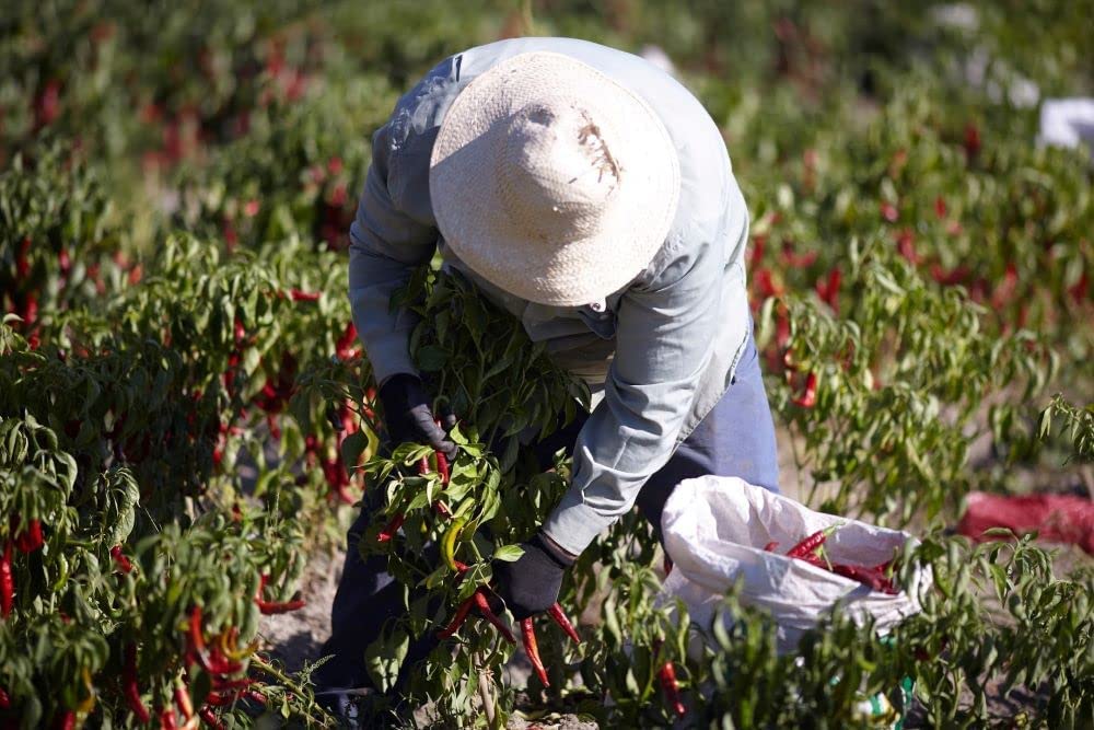 La Chinata Bittersweet Smoked Paprika Powder - Food Service Size
