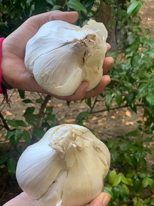 Organic Elephant Garlic Fresh Bulbs Seed. 2 pounds.. Gift Health Box with 4 Huge Units of Elephant Garlic.