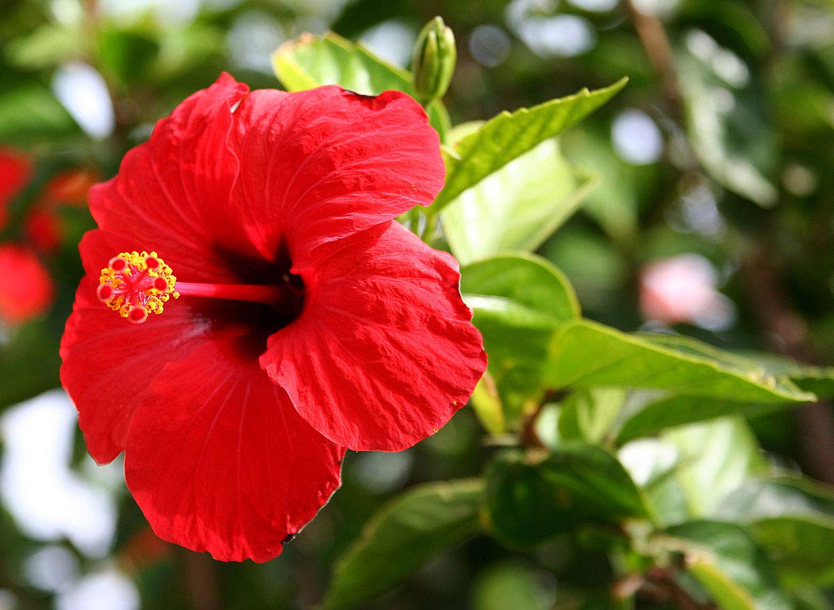 Teadreamtea Hibiscus Tea Bags | 50 Bleach-Free Tea Bags | Caffeine Free | Dried Hibiscus Flowers | Hibiscus Flower Tea | Dried Flower Tea | Brew Hot Or Iced |Herbal Hibiscus Tea