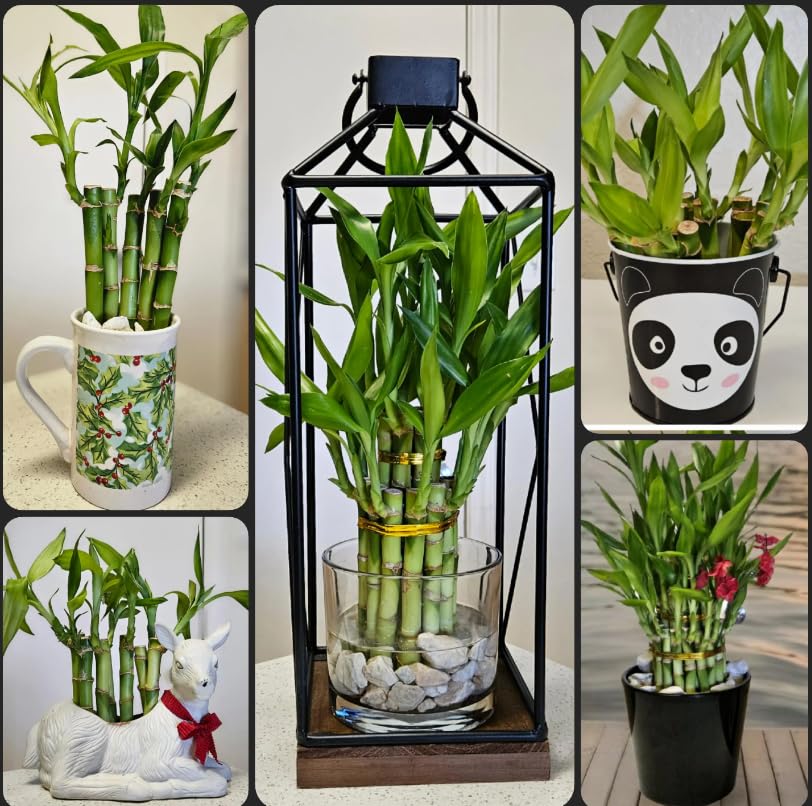 10 Lucky Bamboo Plants 6 inches Each Free Butterfly Stake, No Green Thumb Required! Just add Water, Indoor Perennial Plants, Ide