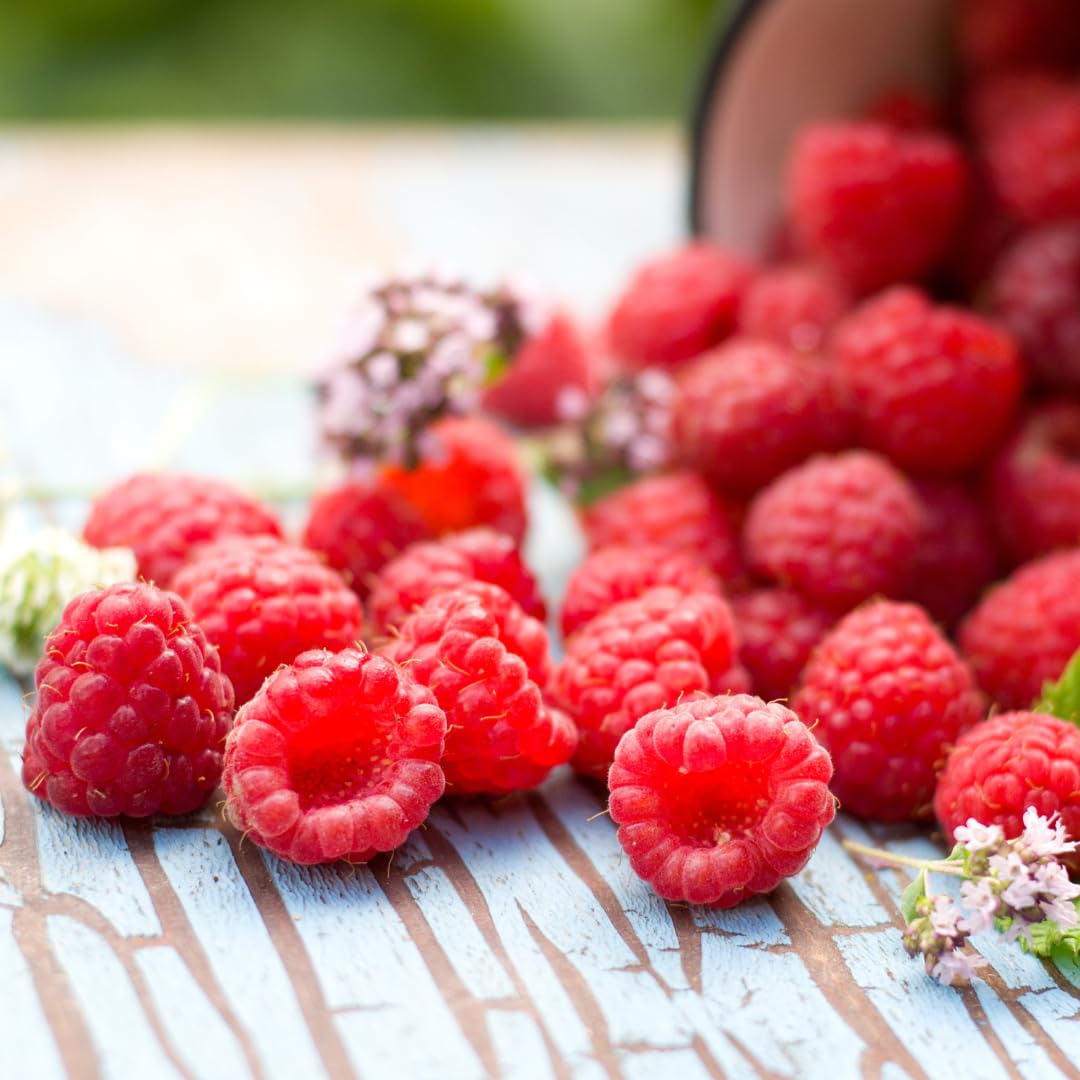 Pure Original Ingredients Raspberry Fruit Powder (1Lb) Gluten-Free, Great In Smoothies & Desserts