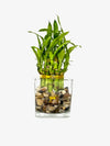 Two Tier Lucky Bamboo Indoor Live Plant in Glass Square Vase with Multi-Colored River Rocks, Live Lucky Bamboo, Feng Shui Plant,
