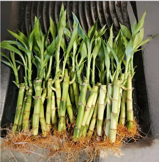 stalks of lucky bamboo Lucky Bamboo 20 Stalks Of Pure Luck, Free Butterfly Stake, No Green Th –  Groceryeshop