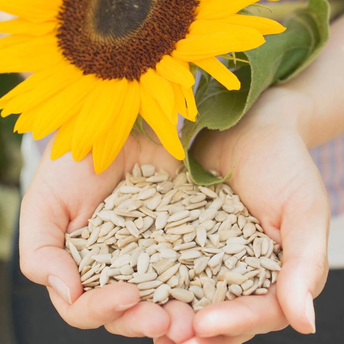 Raw Sunflower Seeds - Delicious Crunchy, Wholesome Snack Raw Shelled Sun Flower Seeds to Eat and Add in Food Recipes - Source of