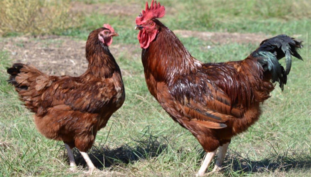6+ Rhode Island Red Chicken Hatching Eggs By Fox Peak Outdoor Supply Llc.