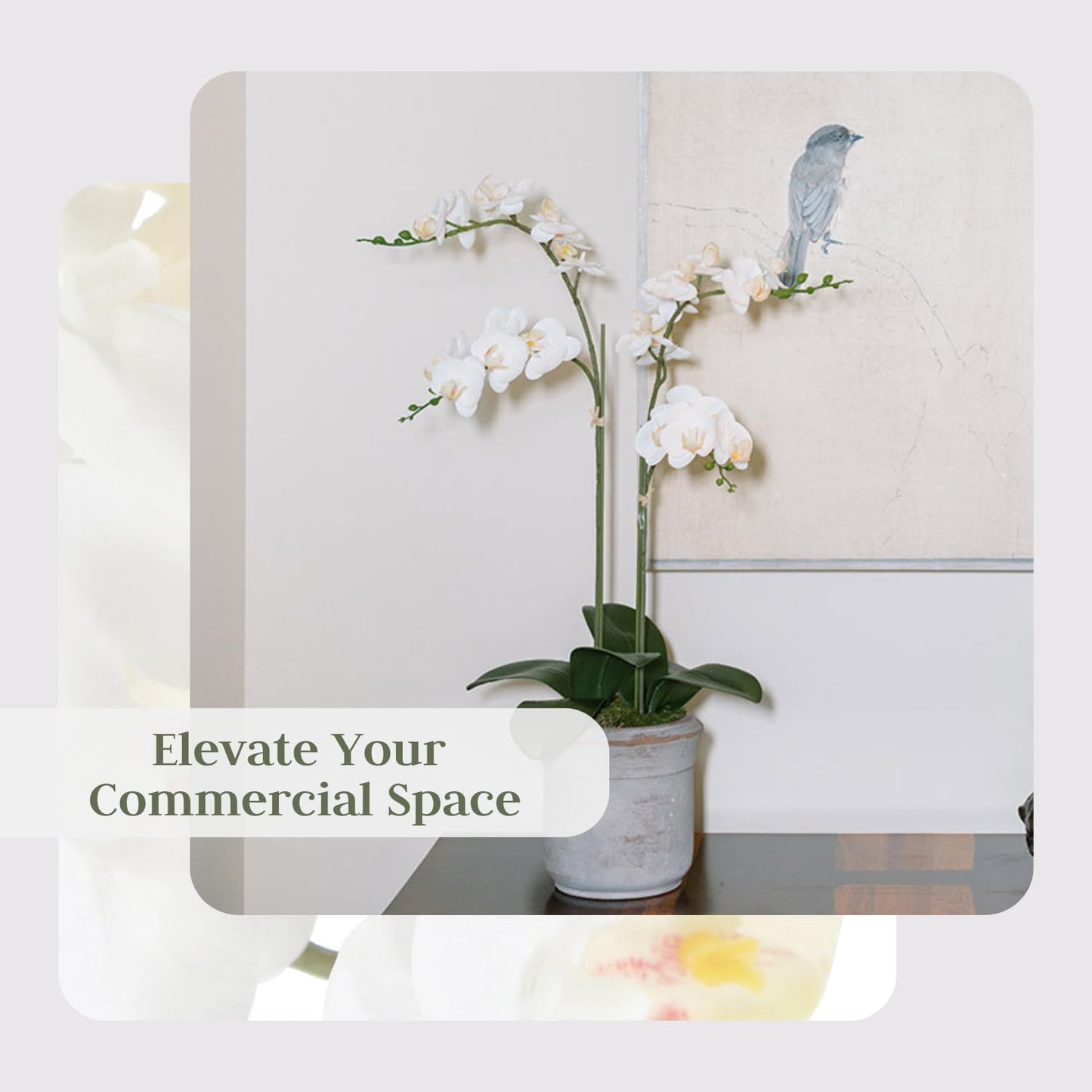 Cg Hunter Faux White Orchid Plant, Premium Artificial Indoor Flower Display Stands 24 , Beautiful Sculptural Blooms That Lasts