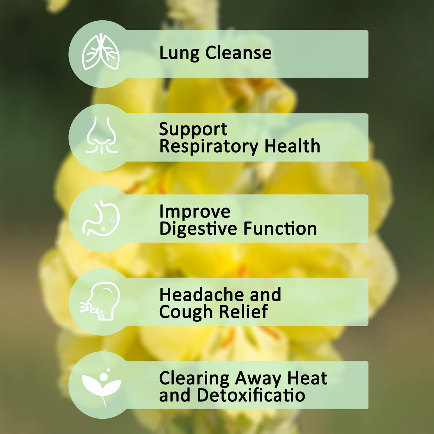 TZTZBOM Organic Mullein Leaf Tea - 20 Tea Bags, Lung Cleanse, 20 Count (Pack of 1)