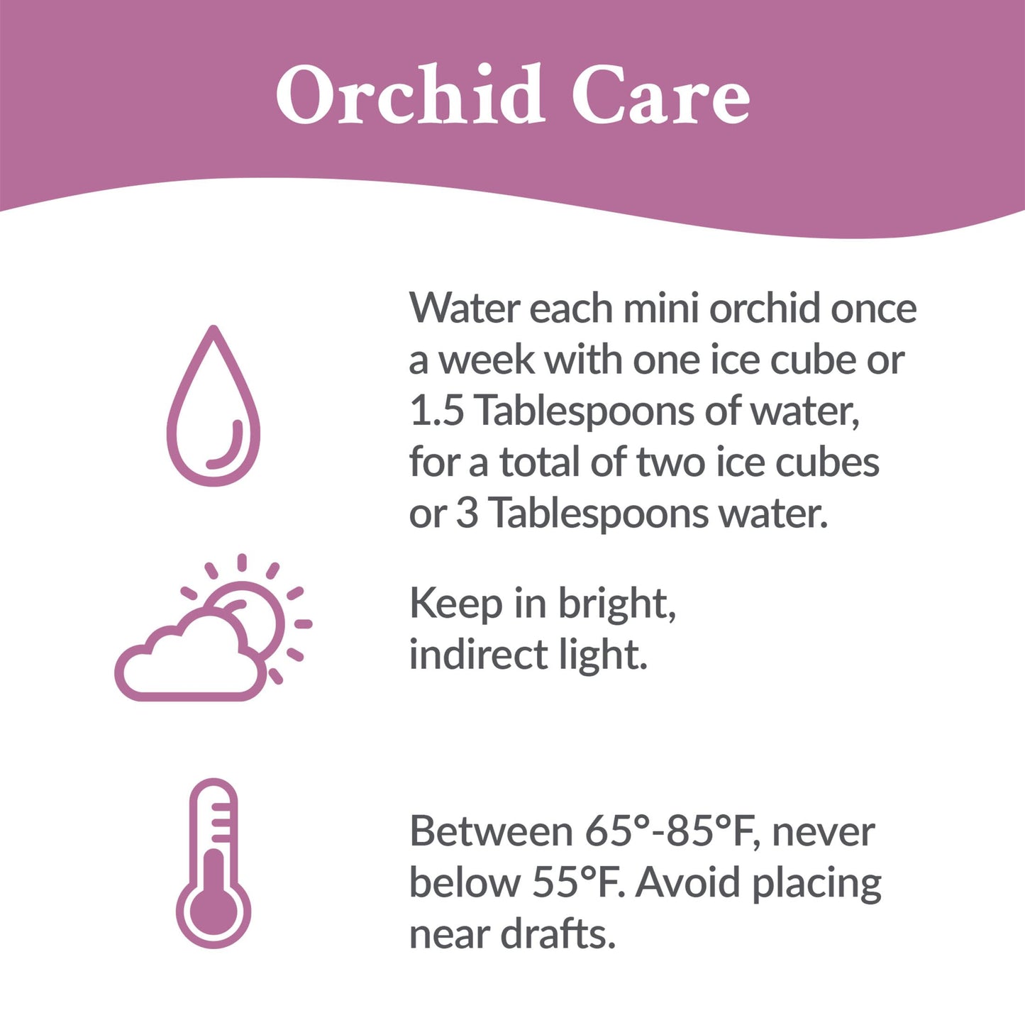 Green Circle Growers 2.5 Purple Mini Orchid in White Ceramic Pot, Live Indoor Plants, House Plant